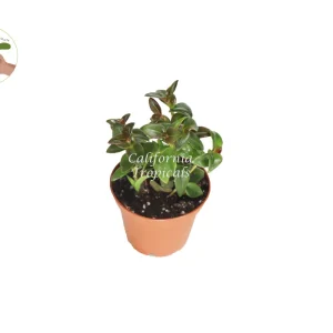 Black Goldfish Plant Live Houseplant – 2 inch Pot – Indoor Decor - Image 1