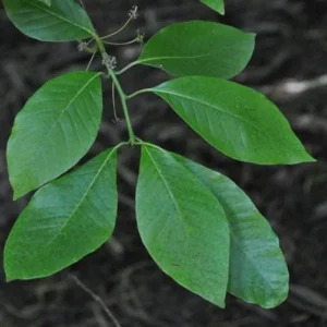 Black Gum Nyssa Sylvatica Live Seedlings - 2 Pack, 8-18 inches Tall, Outdoor Tree - Image 2