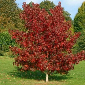Black Gum Tree Live Plant (Nyssa sylvatica) – Scarlet Fall Color, Wildlife Friendly, 6-12 inches, Quart Pot, Outdoor - Image 10