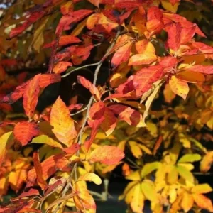 Black Gum Tree Live Plant (Nyssa sylvatica) – Scarlet Fall Color, Wildlife Friendly, 6-12 inches, Quart Pot, Outdoor - Image 2