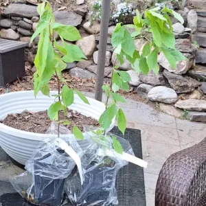 Black Gum Tree Live Plant (Nyssa sylvatica) – Scarlet Fall Color, Wildlife Friendly, 6-12 inches, Quart Pot, Outdoor - Image 5