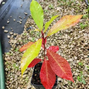 Black Gum Tree Live Plant (Nyssa sylvatica) – Scarlet Fall Color, Wildlife Friendly, 6-12 inches, Quart Pot, Outdoor - Image 6