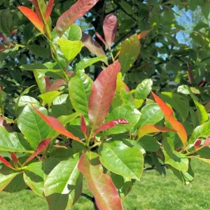 Black Gum Tree Live Plant (Nyssa sylvatica) – Scarlet Fall Color, Wildlife Friendly, 6-12 inches, Quart Pot, Outdoor - Image 8