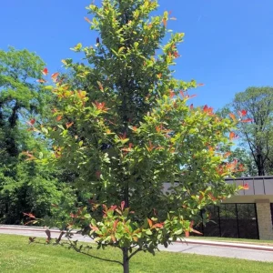 Black Gum Tree Live Plant (Nyssa sylvatica) – Scarlet Fall Color, Wildlife Friendly, 6-12 inches, Quart Pot, Outdoor - Image 9