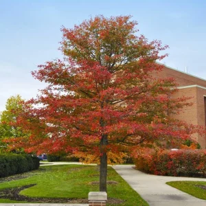 Black Gum Tree Live Plant (Nyssa sylvatica) – Scarlet Fall Color, Wildlife Friendly, 6-12 inches, Quart Pot, Outdoor - Image 1