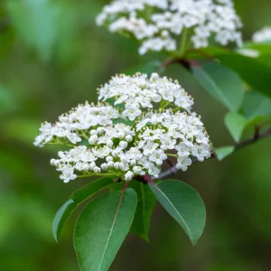 Black Haw Viburnum Live Plant - 2 Pack, 6 inch Tall, 4 inch Pot, Outdoor Shrub - Image 1