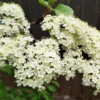 Black Haw Viburnum Live Plant - 6-12" Tall, 4" Pot - White Blooms, Deciduous Shrub - Image 1