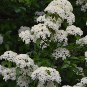 Black Haw Viburnum Live Plant - 6-12