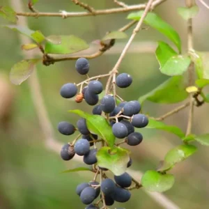 Black Haw Viburnum Live Plant - 6-12