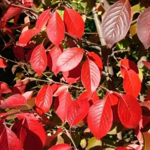 Black Haw Viburnum Live Plant - 6-12