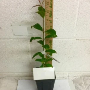 Black Haw Viburnum Live Plant - 6-12