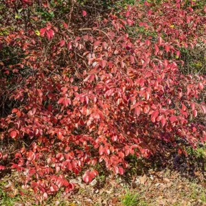 Black Haw Viburnum Live Plant - Native Flowering Shrub - Quart Pot - Image 10