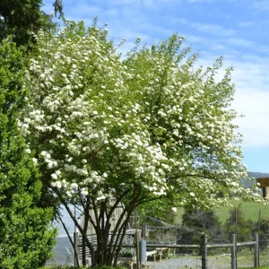 Black Haw Viburnum Live Plant - Native Flowering Shrub - Quart Pot - Image 2