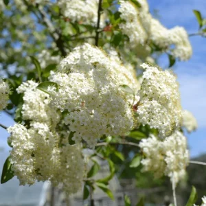 Black Haw Viburnum Live Plant - Native Flowering Shrub - Quart Pot - Image 4