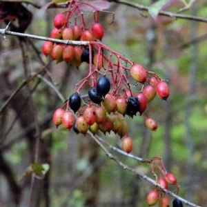 Black Haw Viburnum Live Plant - Native Flowering Shrub - Quart Pot - Image 5