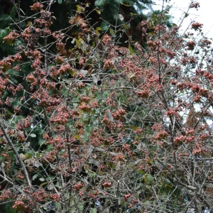 Black Haw Viburnum Live Plant - Native Flowering Shrub - Quart Pot - Image 6