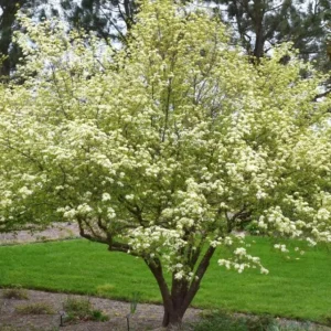 Black Haw Viburnum Live Plant - Native Flowering Shrub - Quart Pot - Image 9