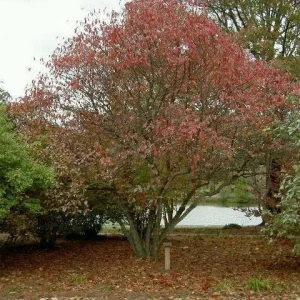 Black Haw Viburnum Live Plant – Viburnum Prunifolium – 4'' Pot – Outdoor Shrub - Image 4