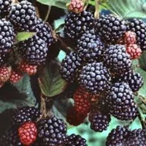 Black Hawk Black Raspberry Live Plant - Hardy Fruit Bush 1-2 Year Old - Image 2
