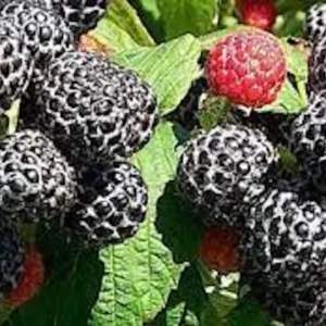 Black Hawk Black Raspberry Live Plant - Hardy Fruit Bush 1-2 Year Old - Image 3