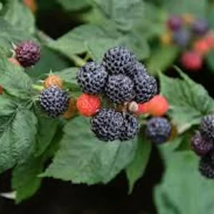 Black Hawk Black Raspberry Live Plant - Hardy Fruit Bush 1-2 Year Old - Image 1