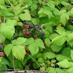 Black Hawk Black Raspberry Live Plant - Hardy Fruit Bush 1-2 Year Old - Image 4