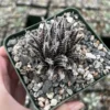 Black Haworthia Aloe Haworthioides Live Succulent Plant - Rare 2 inch or 3.5 inch pot - Image 1