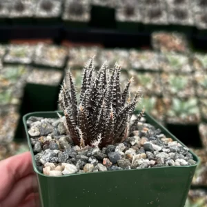 Black Haworthia Aloe Haworthioides Live Succulent Plant - Rare 2 inch or 3.5 inch pot - Image 2