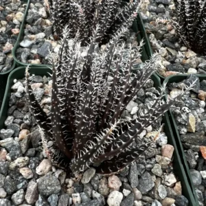 Black Haworthia Aloe Haworthioides Live Succulent Plant - Rare 2 inch or 3.5 inch pot - Image 3