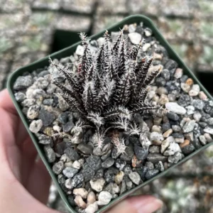 Black Haworthia Aloe Haworthioides Live Succulent Plant - Rare 2 inch or 3.5 inch pot - Image 1