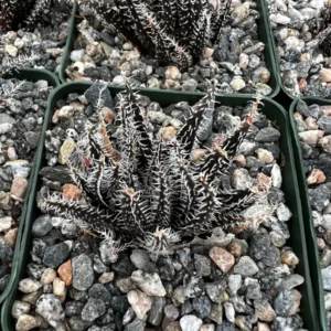 Black Haworthia Aloe Haworthioides Live Succulent Plant - Rare 2 inch or 3.5 inch pot - Image 4