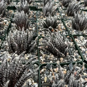 Black Haworthia Aloe Haworthioides Live Succulent Plant - Rare 2 inch or 3.5 inch pot - Image 6