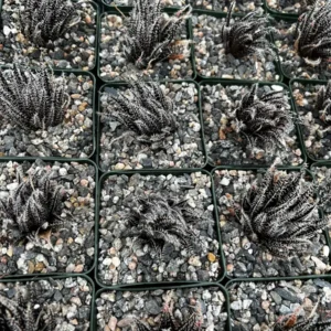 Black Haworthia Aloe Haworthioides Live Succulent Plant - Rare 2 inch or 3.5 inch pot - Image 8