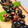 Black Java Plum Live Plant (Syzygium cumini) Fruit Tree 6-10 inches Tall - Image 1