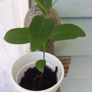 Black Java Plum Live Plant (Syzygium cumini) Fruit Tree 6-10 inches Tall - Image 4