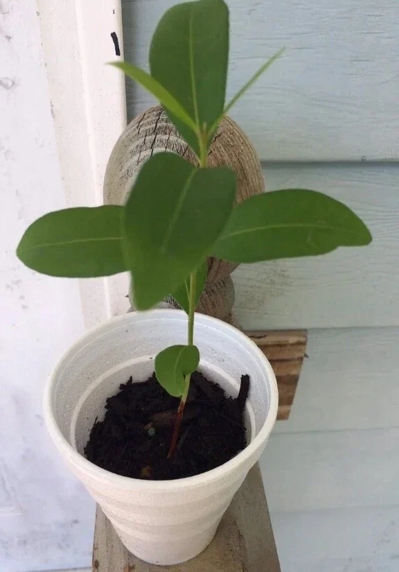 Black Java Plum Live Plant (Syzygium cumini) Fruit Tree 6-10 inches Tall - Image 4