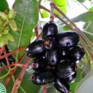 Black Java Plum Live Plant (Syzygium cumini) Fruit Tree 6-10 inches Tall - Image 6