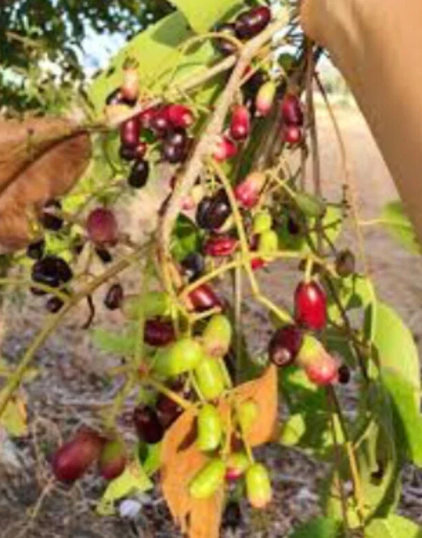 Black Java Plum Live Plant (Syzygium cumini) Fruit Tree 6-10 inches Tall - Image 7