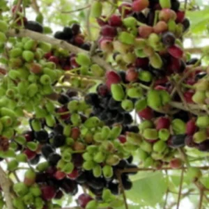 Black Java Plum Live Plant (Syzygium cumini) Fruit Tree 6-10 inches Tall - Image 8