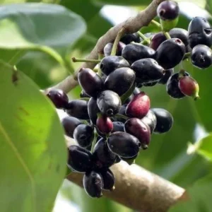 Black Java Plum Live Plant - Syzygium cumini Tropical Fruit Tree - 6-10