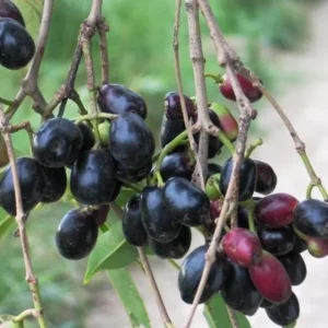 Black Java Plum Live Plant - Syzygium cumini Tropical Fruit Tree - 6-10