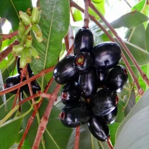Black Java Plum Live Plant - Syzygium cumini Tropical Fruit Tree - 6-10