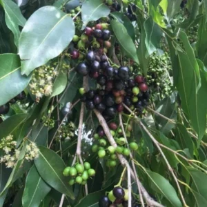 Black Java Plum Live Plant - Syzygium cumini Tropical Fruit Tree - 6-10