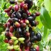 Black Java Plum Live Plant - Syzygium cumini Tropical Fruit Tree - 6-10" Tall - Image 1
