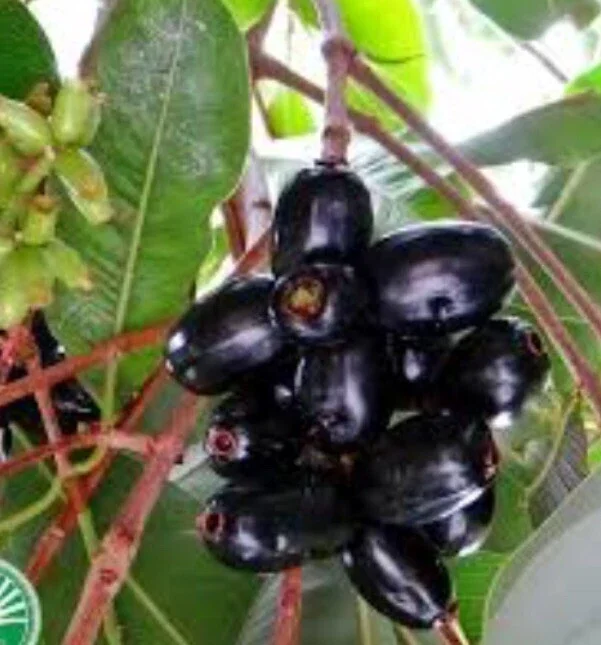 Black Java Plum (Syzygium Cumini) Fruit Tree Live Plant 6-10 inch Tropical Edible - Image 6