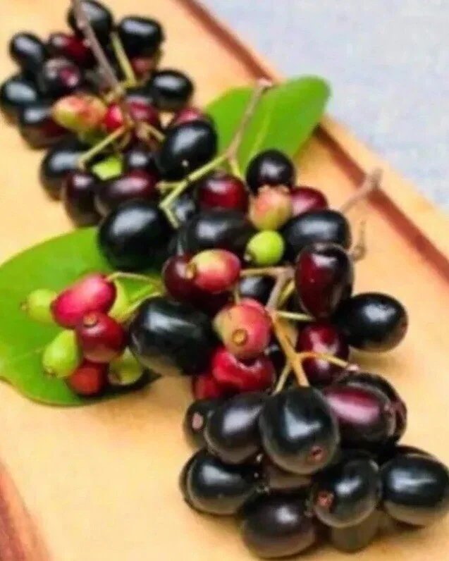 Black Java Plum (Syzygium Cumini) Fruit Tree Live Plant 6-10 inch Tropical Edible - Image 1