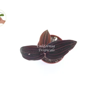 Black Jewel Orchid Live Plant - 2 inch Pot - Indoor Macodes petola - Image 2