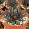 Black Knight Echeveria Live Plant - Dark Succulent in 6 inch Pot - Indoor/Outdoor - Image 1