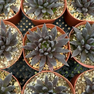 Black Knight Echeveria Live Plant - Dark Succulent in 6 inch Pot - Indoor/Outdoor - Image 4