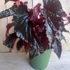 Black Magic Begonia Live Plant - 6 inch Pot, Dark Foliage Houseplant - Image 1